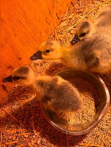 Chinese goslings for sale - Photo 2