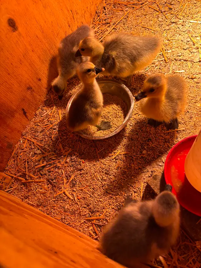 Chinese goslings for sale - Photo 3
