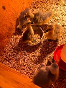 Chinese goslings for sale - Photo 3