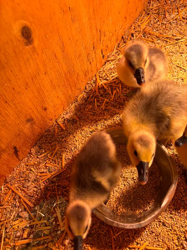 Chinese goslings for sale - Photo 4