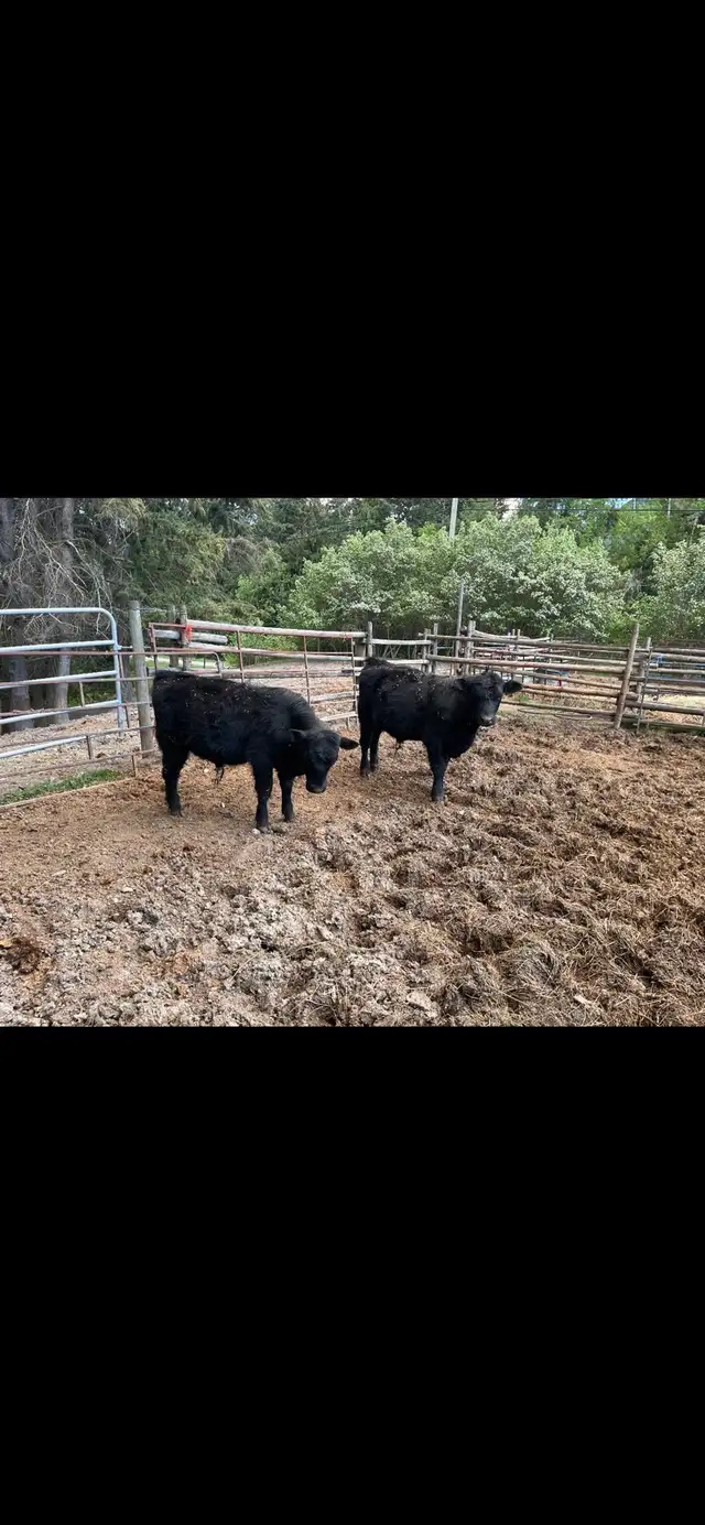 Steers for sale