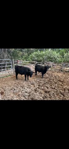 Steers for sale