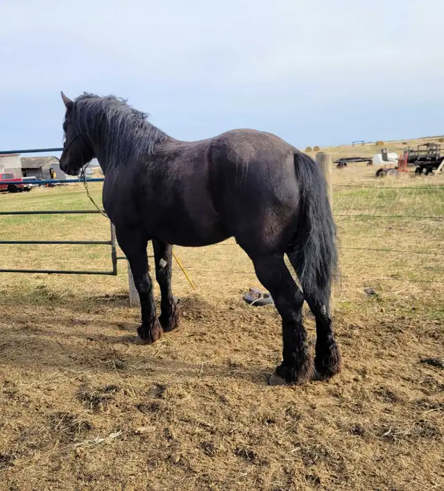Belgian/Percheron Cross Stallion For Sale
