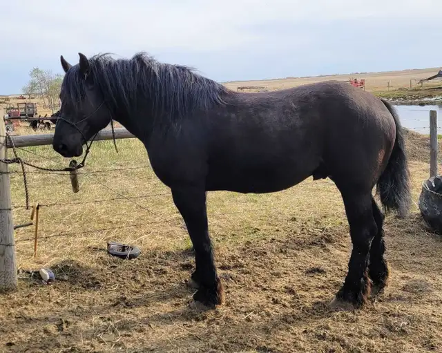 Belgian/Percheron Cross Stallion For Sale - Photo 2