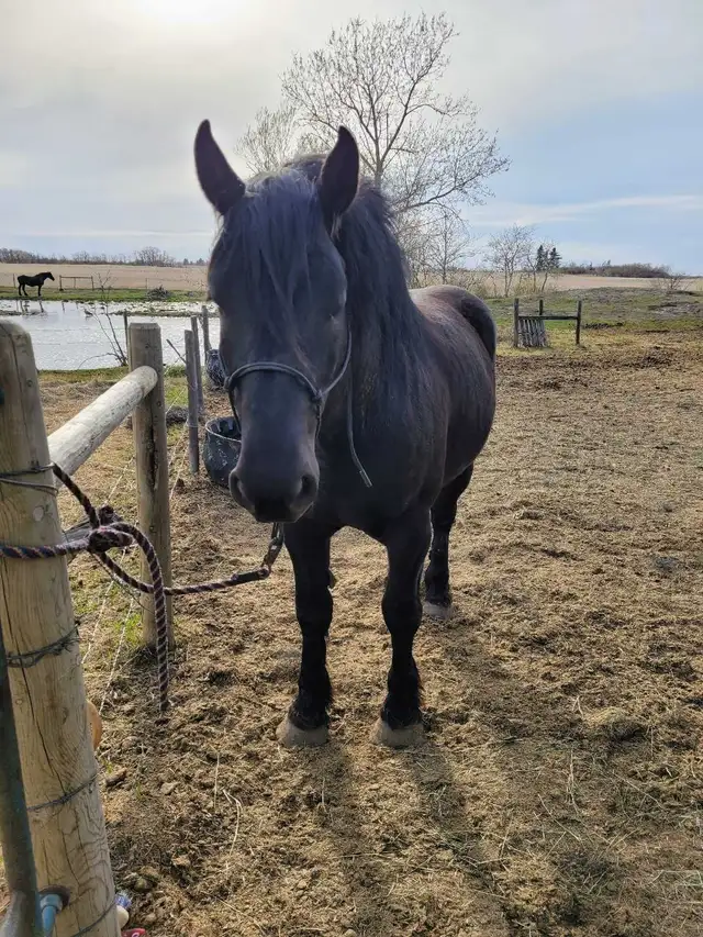 Belgian/Percheron Cross Stallion For Sale - Photo 3