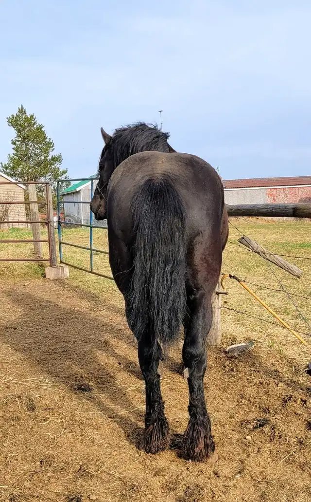 Belgian/Percheron Cross Stallion For Sale - Photo 4