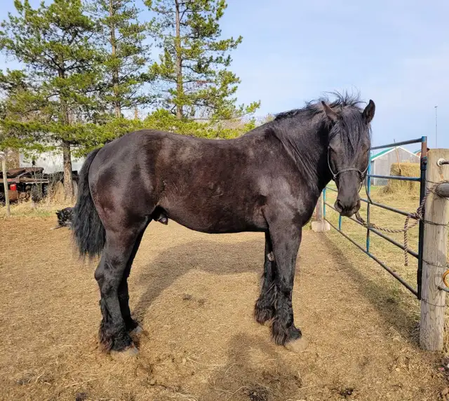 Belgian/Percheron Cross Stallion For Sale - Photo 5