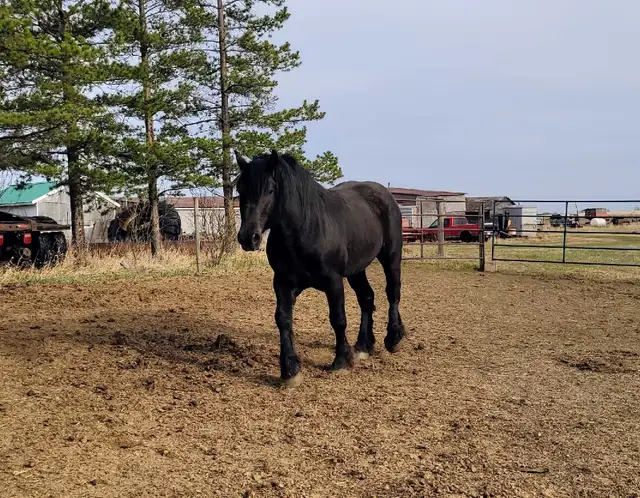 Belgian/Percheron Cross Stallion For Sale - Photo 6