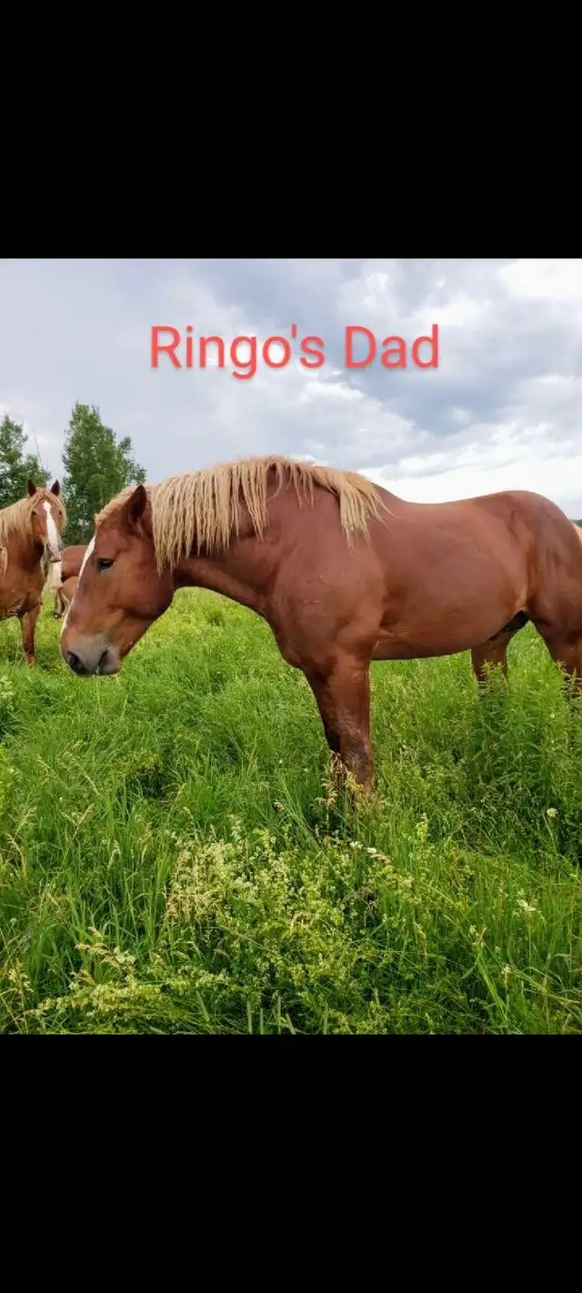 Belgian/Percheron Cross Stallion For Sale - Photo 7