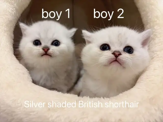 == Silver shaded British shorthair kittens ready to go ==
