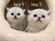 == Silver shaded British shorthair kittens ready to go ==