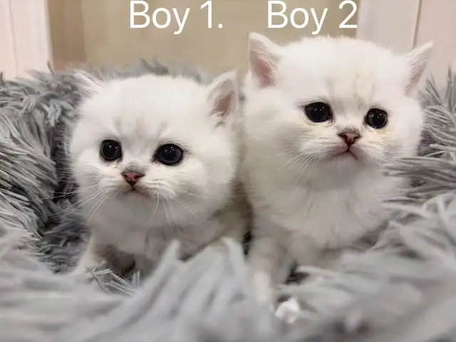 == Silver shaded British shorthair kittens ready to go == - Photo 2