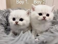 == Silver shaded British shorthair kittens ready to go == - Photo 2