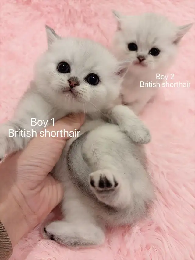 == Silver shaded British shorthair kittens ready to go == - Photo 3