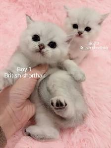 == Silver shaded British shorthair kittens ready to go == - Photo 3