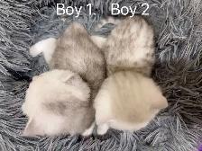 == Silver shaded British shorthair kittens ready to go == - Photo 4