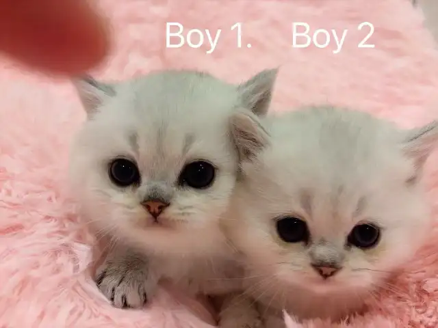== Silver shaded British shorthair kittens ready to go == - Photo 5