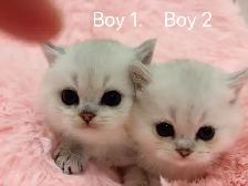 == Silver shaded British shorthair kittens ready to go == - Photo 5