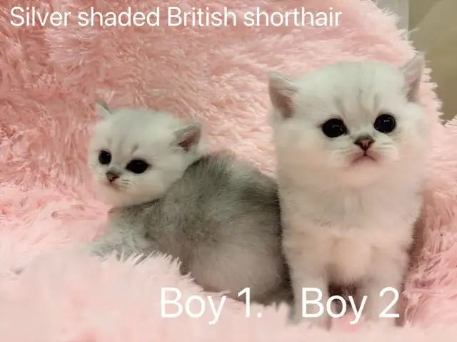 == Silver shaded British shorthair kittens ready to go == - Photo 6