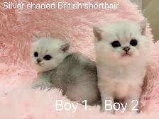 == Silver shaded British shorthair kittens ready to go == - Photo 6