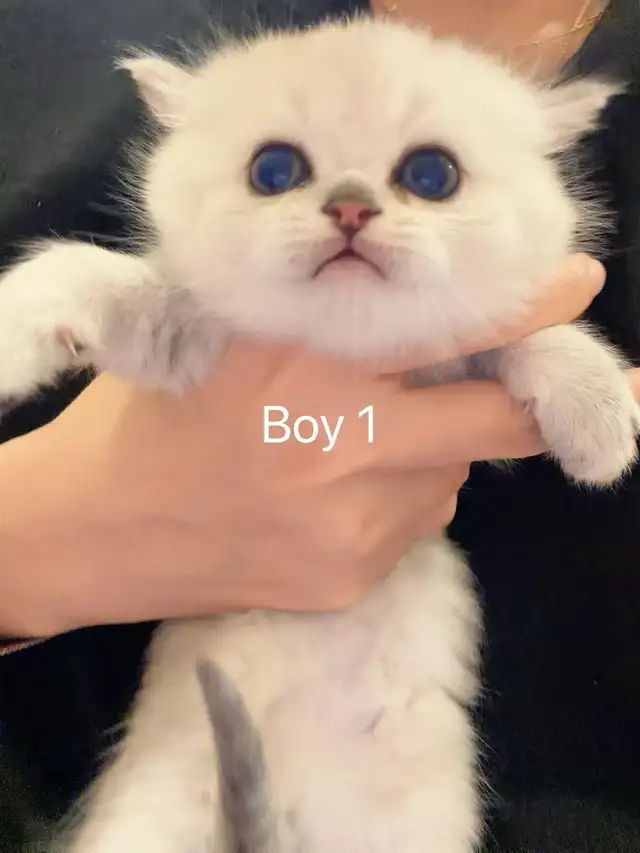 == Silver shaded British shorthair kittens ready to go == - Photo 7