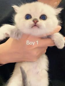 == Silver shaded British shorthair kittens ready to go == - Photo 7