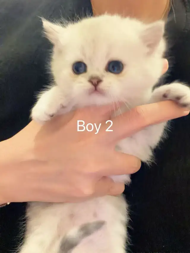 == Silver shaded British shorthair kittens ready to go == - Photo 8