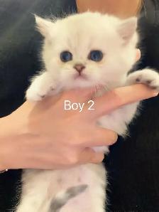 == Silver shaded British shorthair kittens ready to go == - Photo 8