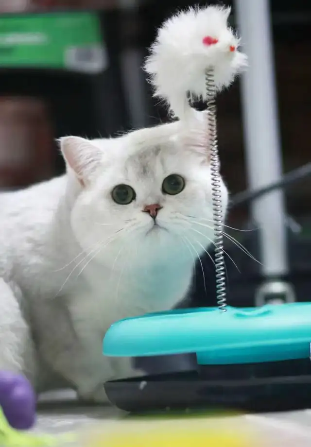 == Silver shaded British shorthair kittens ready to go == - Photo 10