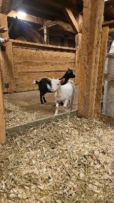 Chèvre a vendre - Photo 2