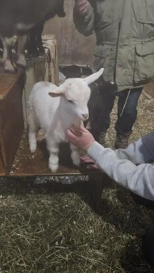 Chèvre a vendre - Photo 3