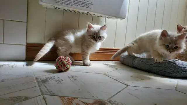 3 Adorables chatons Sibériens pure race hypoallergènes enr Tica