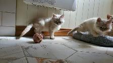 3 Adorables chatons Sibériens pure race hypoallergènes enr Tica