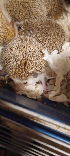 BABIES HEDGEHOGS