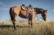 2023 AQHA Mare