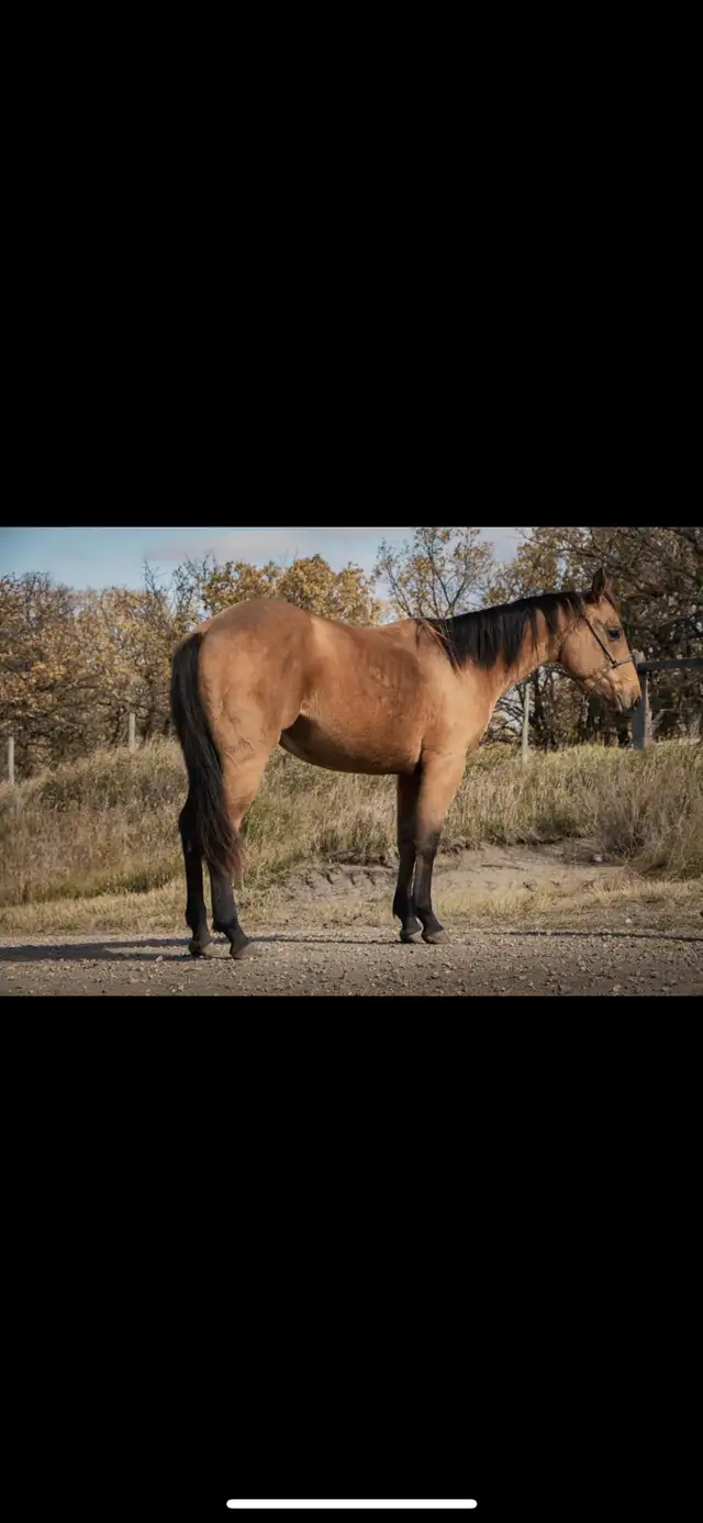 2023 AQHA Mare - Photo 2