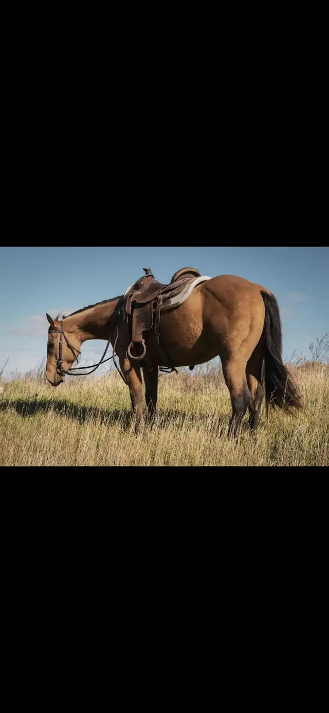 2023 AQHA Mare - Photo 3
