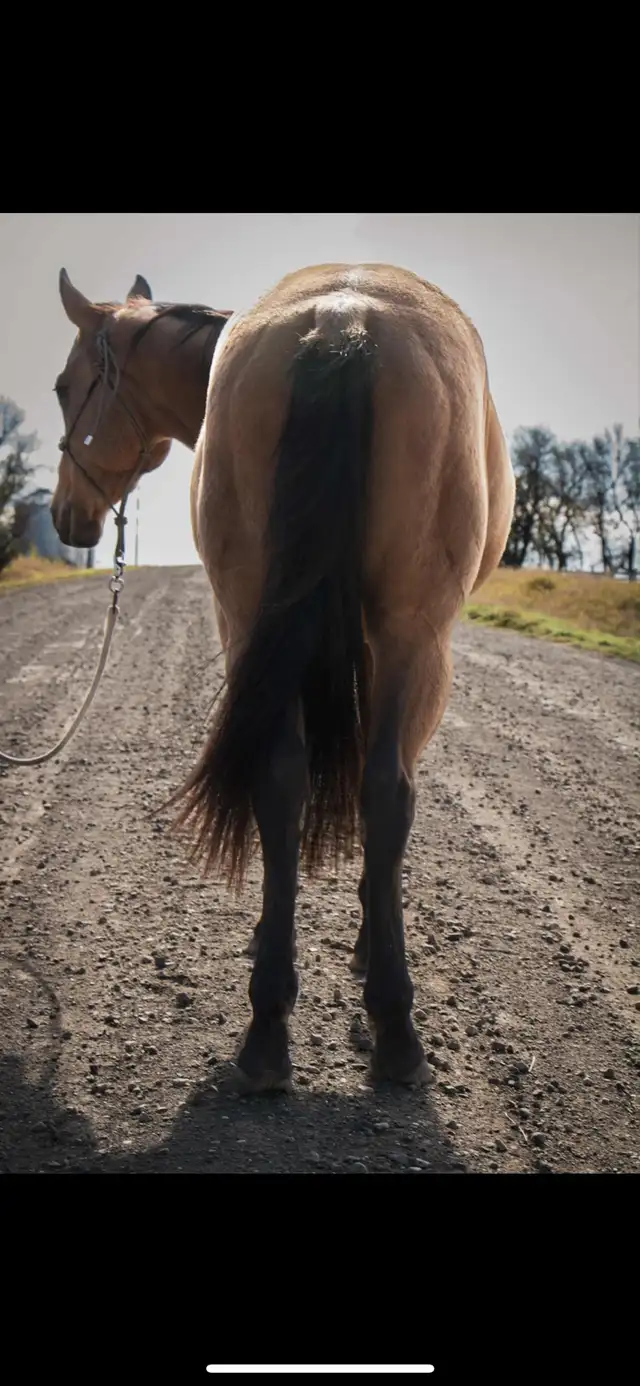 2023 AQHA Mare - Photo 4