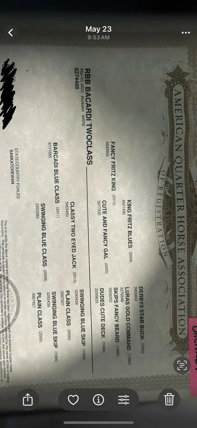 2023 AQHA Mare - Photo 5