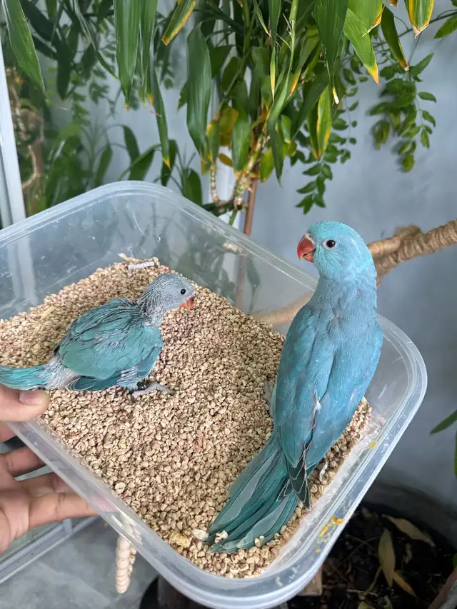 Indian ringneck babies (Blue)