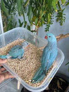 Indian ringneck babies (Blue)