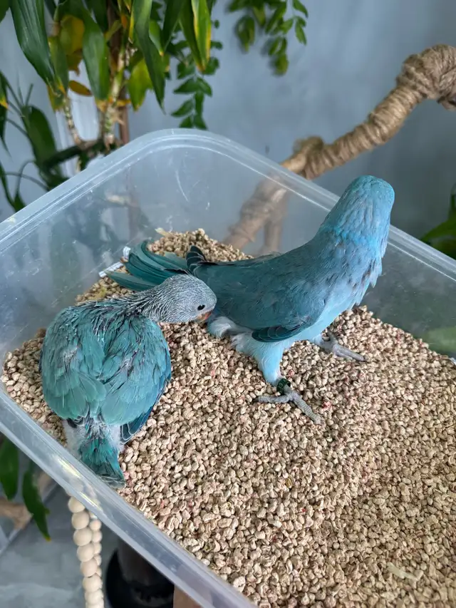 Indian ringneck babies (Blue) - Photo 2