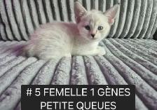 HIGHLANDS LYNX Mâle & femelles DISPONIBLE - Photo 3