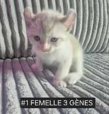 HIGHLANDS LYNX Mâle & femelles DISPONIBLE - Photo 8