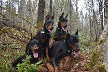 Élevage Doberman avec certification et certificat de race pure .