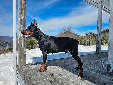 Élevage Doberman avec certification et certificat de race pure . - Photo 2