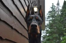 Élevage Doberman avec certification et certificat de race pure . - Photo 4