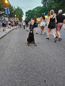Élevage Doberman avec certification et certificat de race pure . - Photo 7