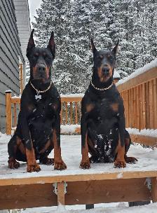 Élevage Doberman avec certification et certificat de race pure . - Photo 8