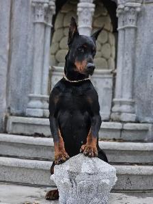 Élevage Doberman avec certification et certificat de race pure . - Photo 9